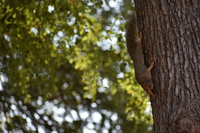占据着绝对 占据着绝对
